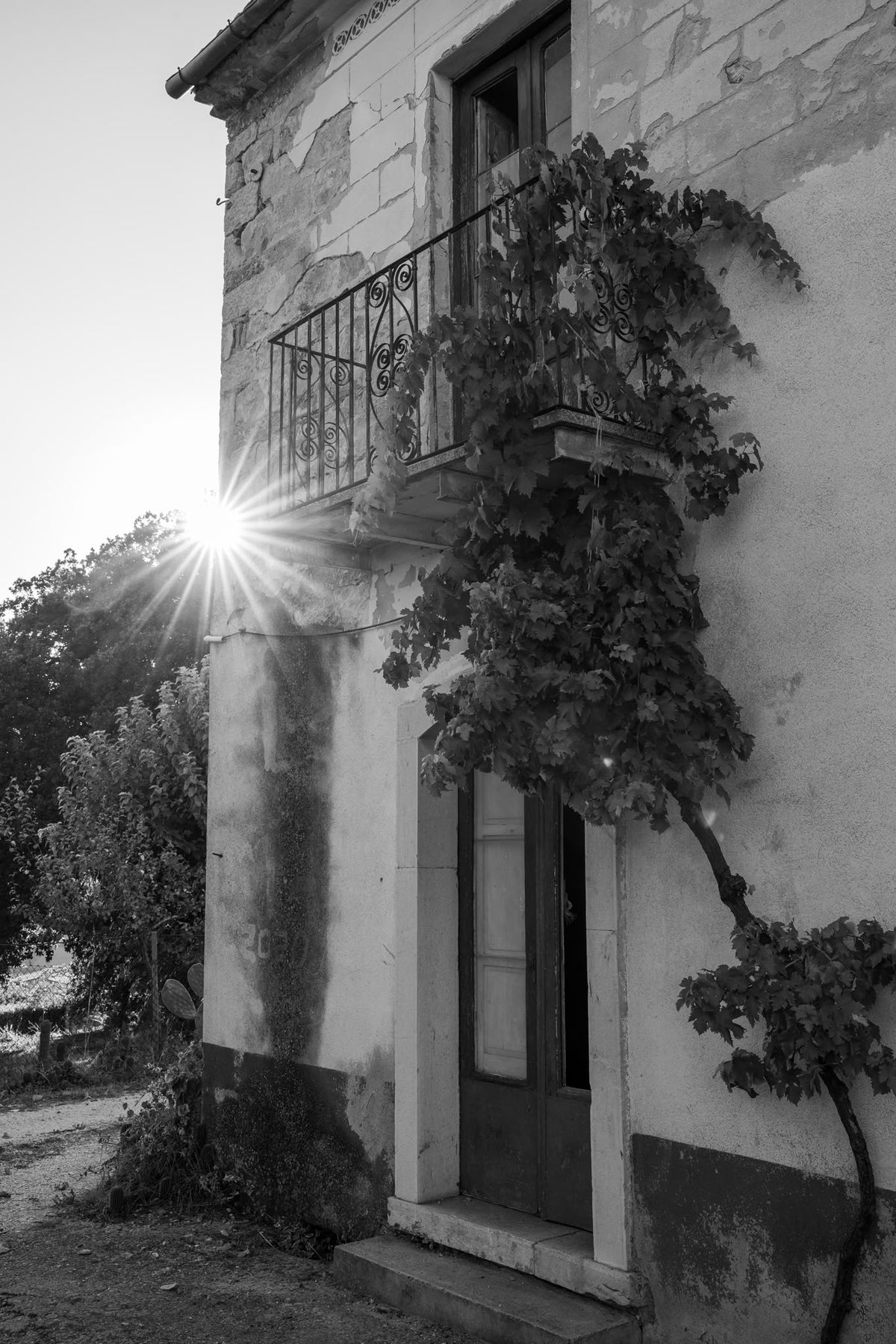 La casa della tenuta controluce, con la vite che sale al balcone