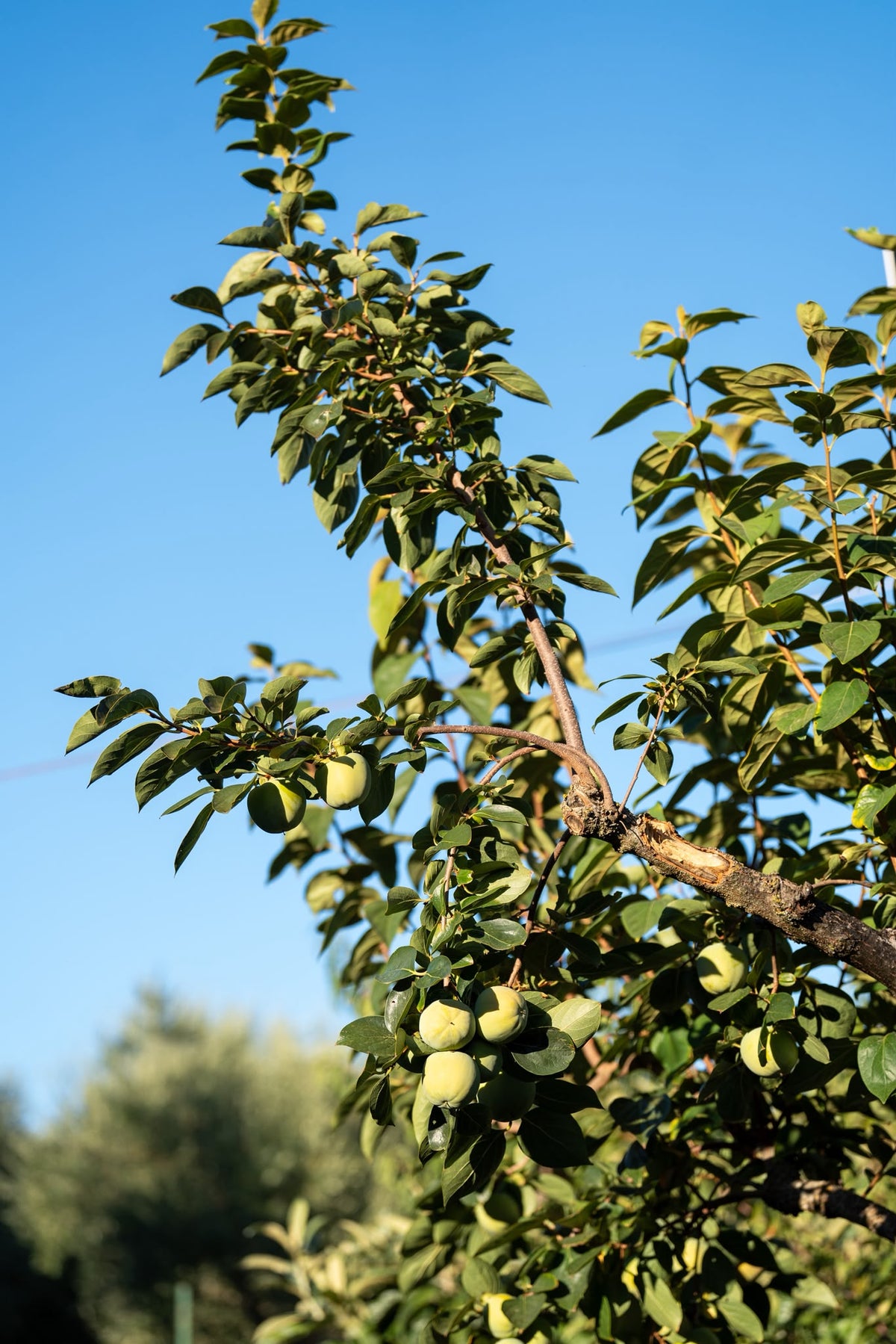 Un albero da frutto della tenuta contro il cielo, con gli ulivi sullo sfondo
