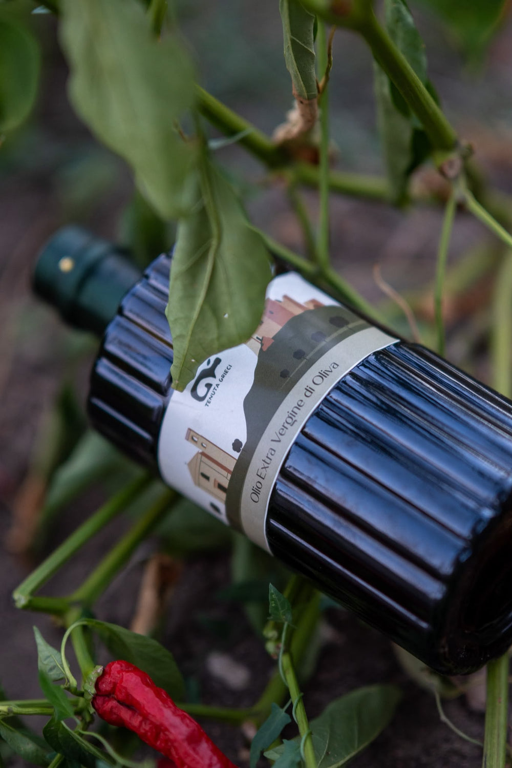 La bottiglia Tenuta Grieci tra le piante dell'orto, accanto a un peperoncino